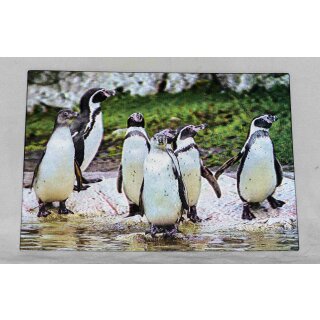 3D-Karte Humboldtpinguine