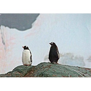 Eselspinguine 1