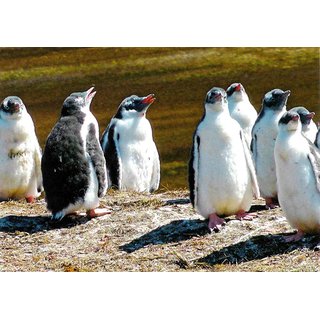 Eselspinguine 2